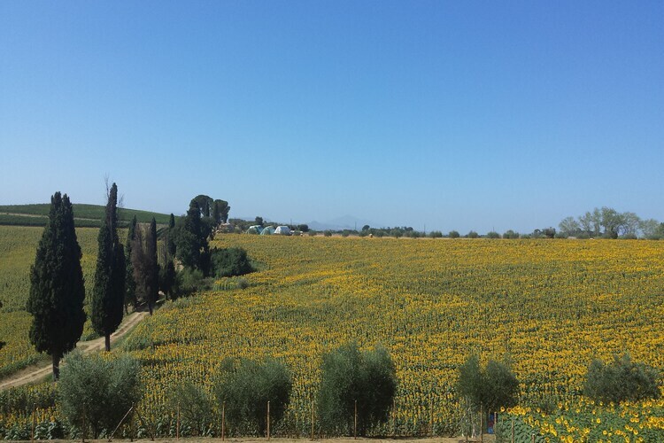 Sparsa Girasole – Maison 8 pers. piscine Cortona - Photo 14