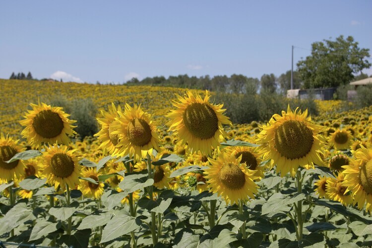 Sparsa Girasole – Maison 8 pers. piscine Cortona - Photo 20