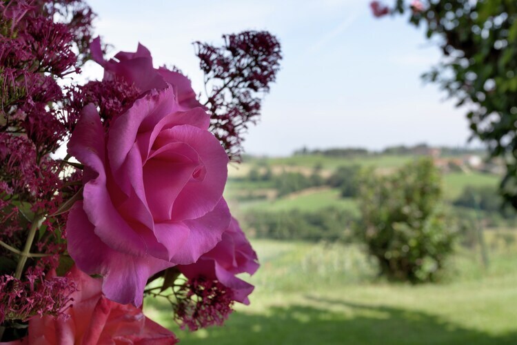 Sparsa Girasole – Maison 8 pers. piscine Cortona - Photo 23