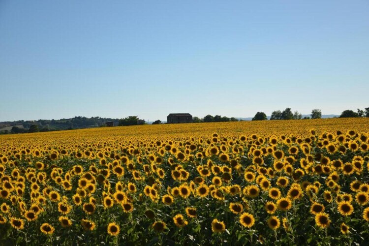 Sparsa Girasole – Maison 8 pers. piscine Cortona - Photo 33