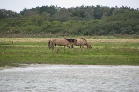 Maison 6 pers. au Crotoy, parc piétonnier en Baie de Somme : photo 33