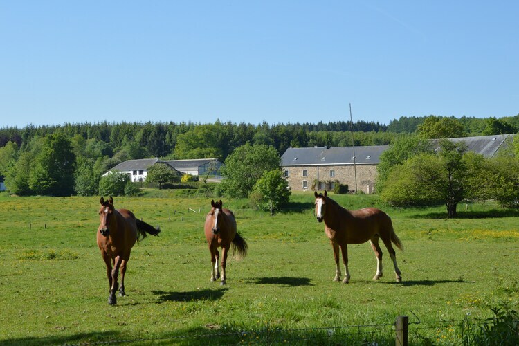 Maison ardennaise 18 personnes avec spa et piscine à Marche - Photo 28