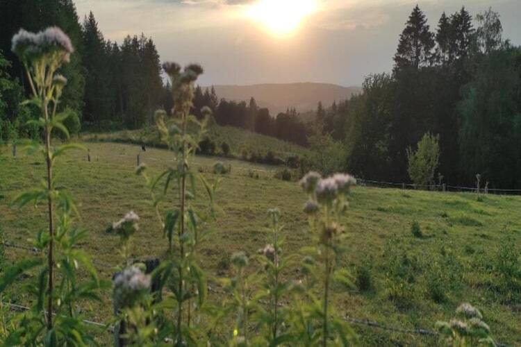 Les Genets - Villa 12 pers., sauna et 2 hectares - Photo 31