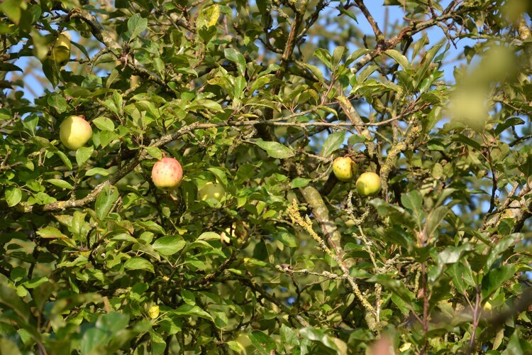 La Buse – Maison 6 pers. avec jardin aux Ardennes - Photo 26
