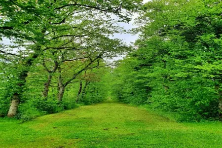 La Drève du Château – Maison 8 pers., forêt à 100 m : photo 32