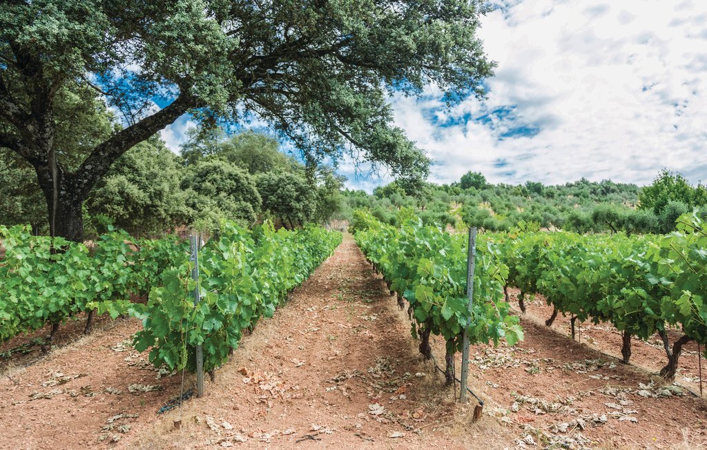 Maison 6 pers. avec piscine privée et vendanges en Andalousie - Photo 30