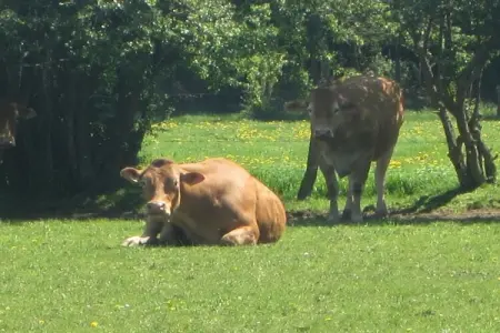 La Ferme Sainte-Adèle : maison 12 pers. en Wallonie : photo 33