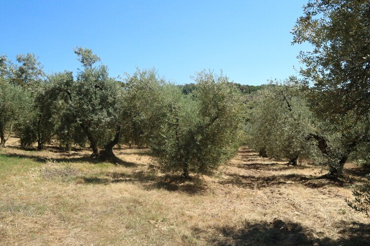 Maison Mario à Castagneto Carducci, oliveraies et mer - Photo 38
