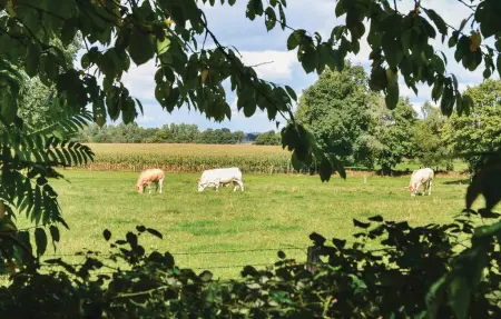 Maison en pierre Mayenne, jardin arboré et calme campagnard : photo 9
