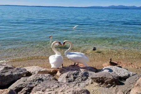 Villa Serena, Villa à Lazise avec vue sur le lac de Garde - Photo 29