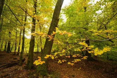 La Moineaudière, maison 14 pers. à Rochefort : photo 47