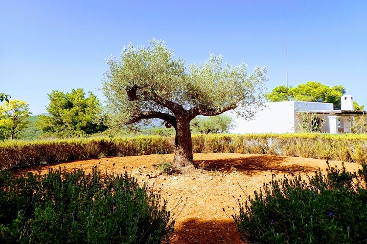 Finca Planetas, manoir 18 pers. à Ibiza avec piscine - Photo 29