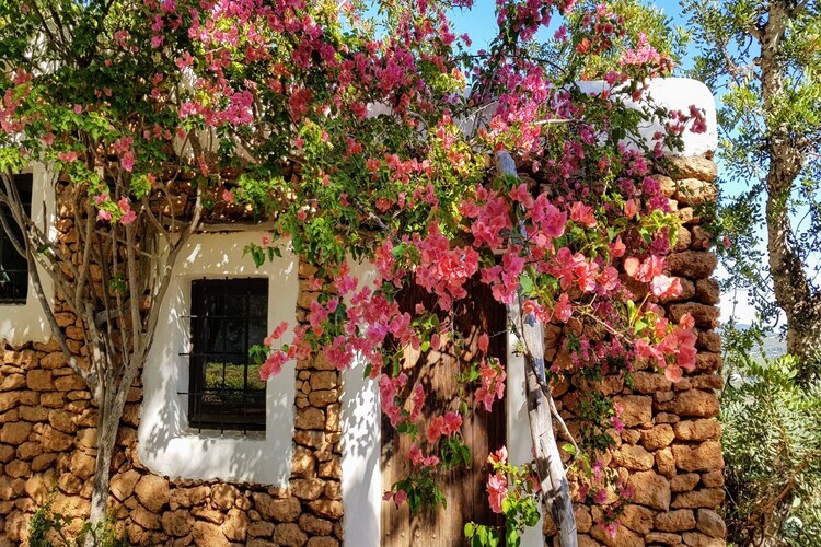 Finca Planetas, manoir 18 pers. à Ibiza avec piscine - Photo 51