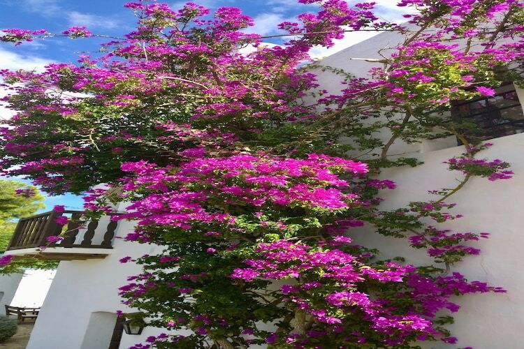 Finca Planetas, manoir 18 pers. à Ibiza avec piscine - Photo 66