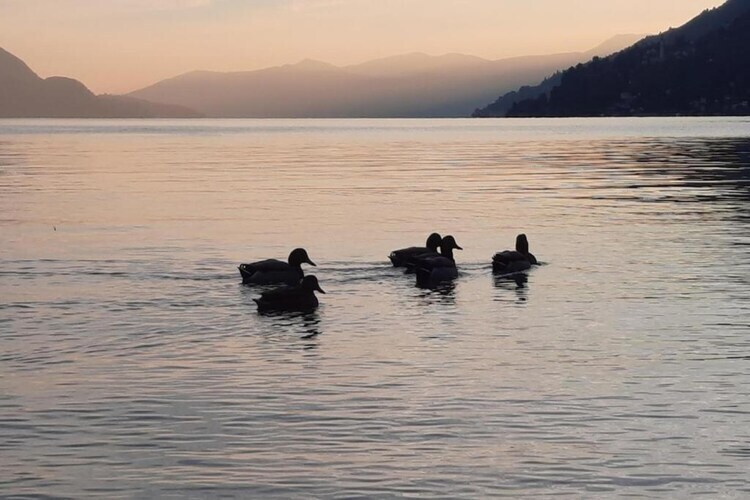 Cannero Casa Iva – Maison 6 pers. à 400 m du lac - Photo 33