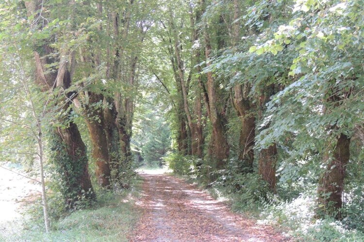 Le Rouvet, maison du XVIe siècle à Brignac-la-Plaine - Photo 33