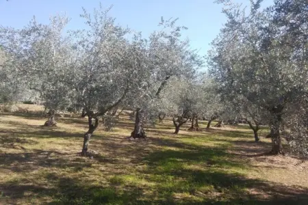 Collina Lagomare - Gîte Massarosa avec jardin 1000 m² : photo 27