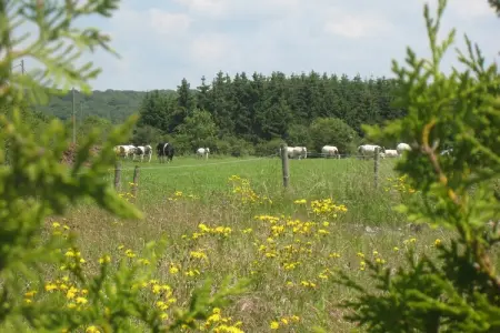 La Galoperie, gîte fermier 14 pers. avec écurie : photo 34