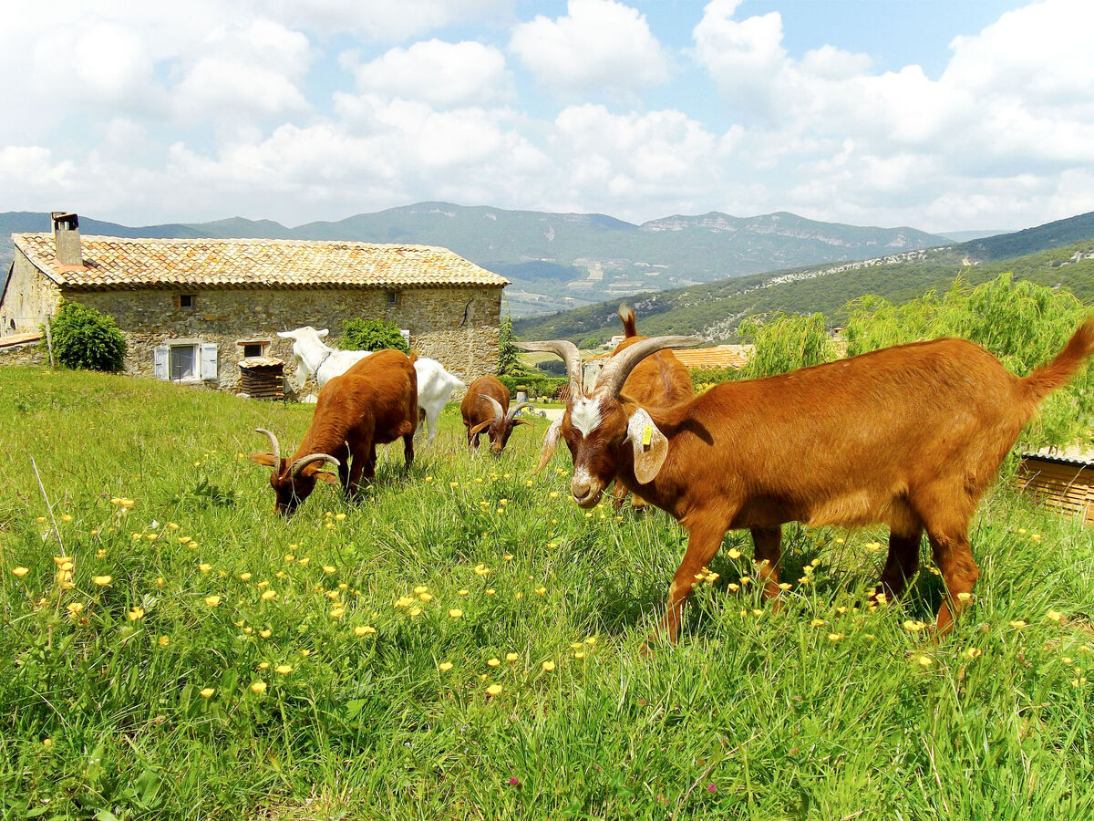 Gîte Le Cèdre – Vue panoramique sur domaine agricole de 80 ha - Photo 25