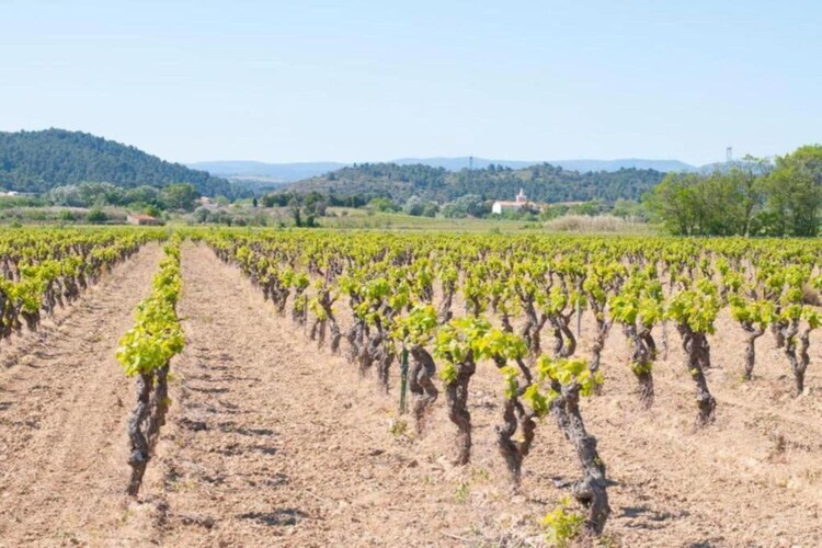 Villa Aux Arbres Verts - Pouzols, piscine & vignobles - Photo 35