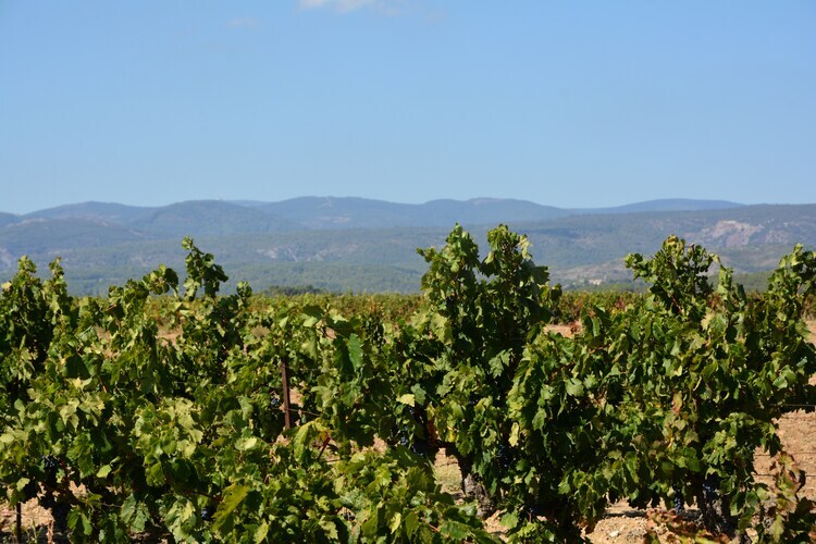 La Bergerie – Villa 6 pers. piscine privée Minervois - Photo 26