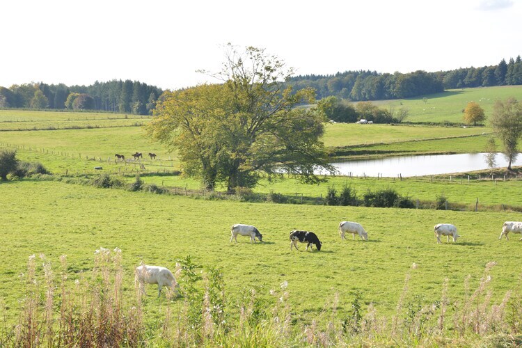Likthuus 9 : maison 9 pers. en Ardennes près forêt - Photo 24