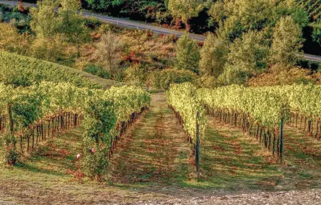 Poggione, Location Maison 8 personnes à Gaiole in Chianti - Photo 45