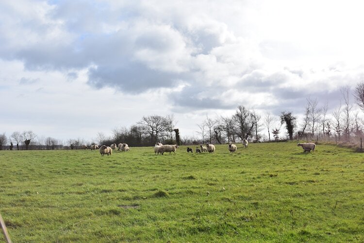 Le Nid de Cigogne, gîte rural 4 pers à Appeville - Photo 18
