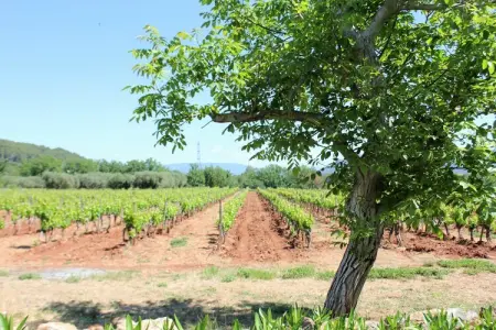 Entre les vignobles, Piscine privée en Provence - Photo 25