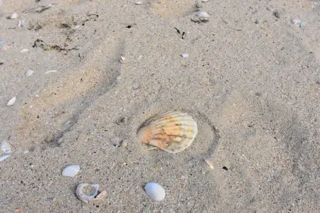 Maison pieds dans l'eau à Ravenoville-Plage : photo 35