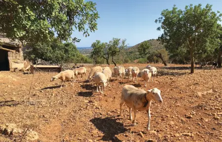 Petite finca écologique avec vue mer à Son Carrió : photo 16