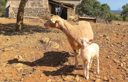 Petite finca écologique avec vue mer à Son Carrió : photo 17