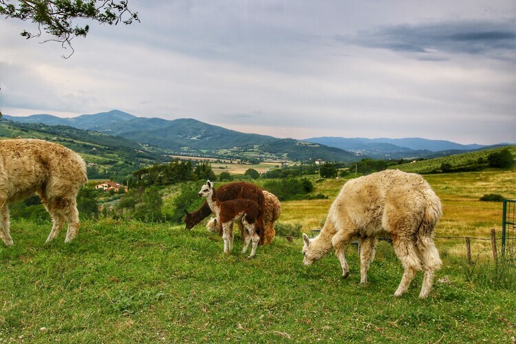 Gîte Alpaca à Umbertide, vue sur la vallée du Tibre - Photo 36