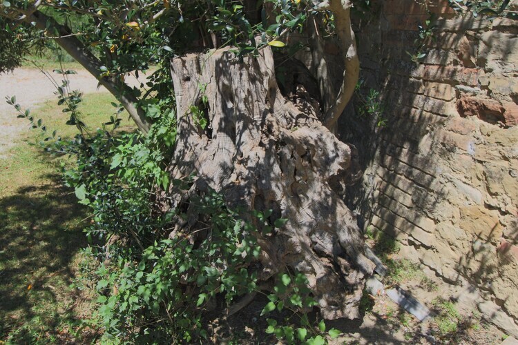Gîte Alpaca à Umbertide, vue sur la vallée du Tibre - Photo 37