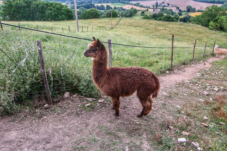 Gîte Alpaca à Umbertide, vue sur la vallée du Tibre - Photo 38