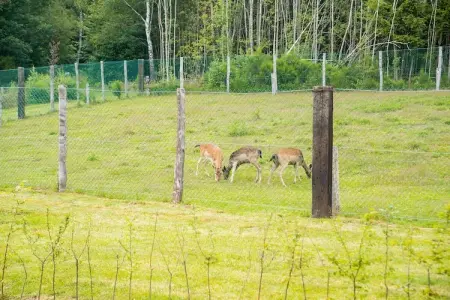 Chalet Rogery 64 : nature et cerfs à 5 km de Gouvy : photo 16