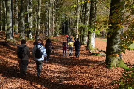 Chalet Rogery 64 : nature et cerfs à 5 km de Gouvy : photo 27