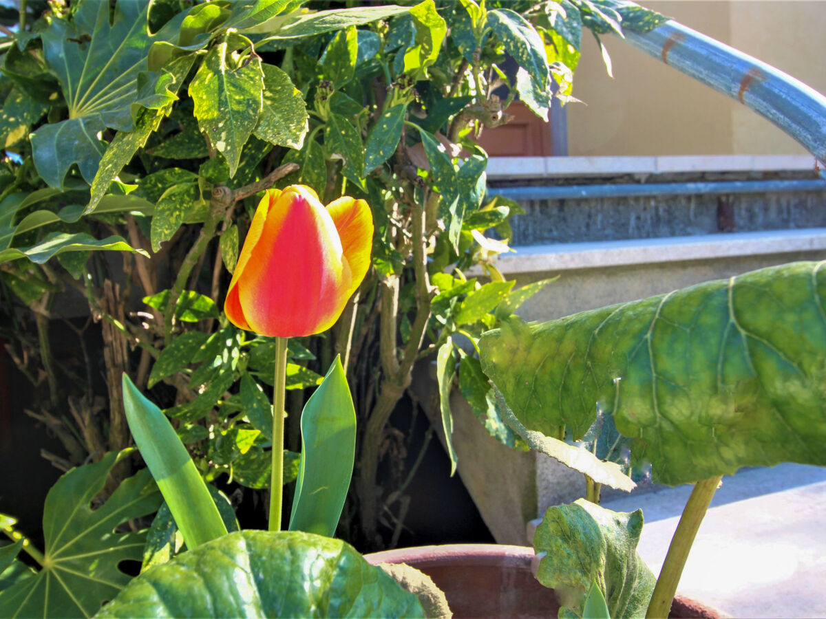 Mauro, maison 3 pièces avec jardin à Marina Pietrasanta - Photo 19