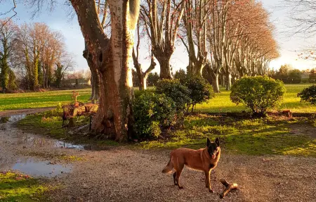 Maison pierre historique avec parc et ruisseau, Avignon : photo 16