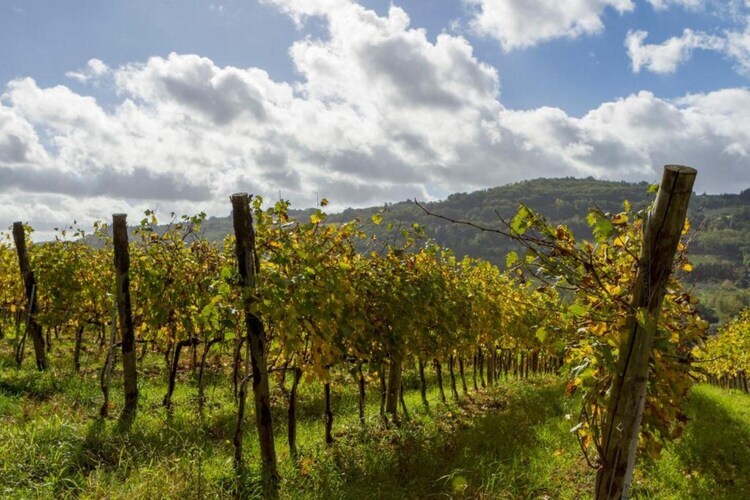 Country Resort Il Frassine – Maison 12 pers. Chianti - Photo 40