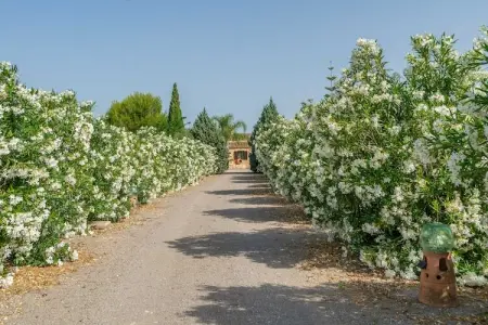 Villa Banc Doli – Piscine de sel et 7000 m² de jardins : photo 42