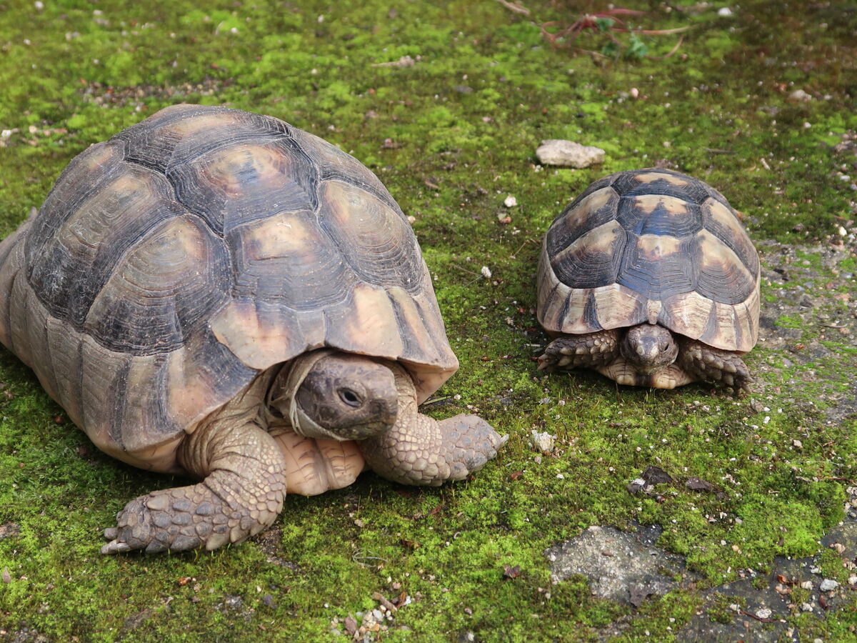 Maison Marie à Badesi, 3 chambres, 4,5 km plage - Photo 43