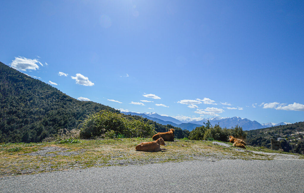 Maison 130 m² Morosaglia, vue panoramique montagne - Photo 13