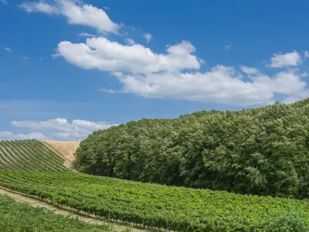 Gîte Il Sorriso – ancienne ferme toscane près de Certaldo : photo 27