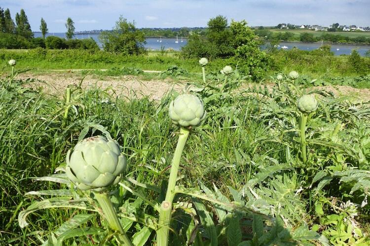 Maison bretonne 6 pers. avec jardin près du lac - Photo 22