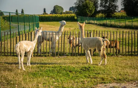 Maison de groupe 30 pers. avec piscine chauffée à Diksmuide : photo 46