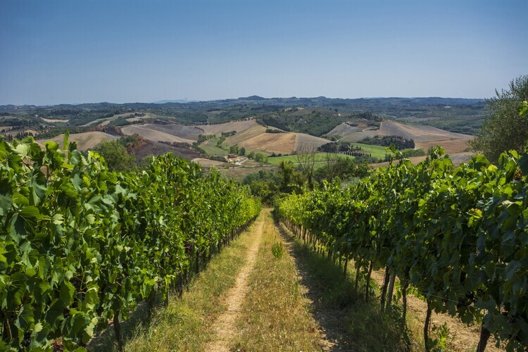 Focolare, ferme toscane 7 pers. avec piscine - Photo 28