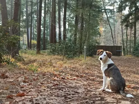 Chalet en forêt à Lille, Belgique : jardin clos 2500 m² : photo 25