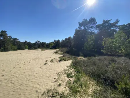 Chalet en forêt à Lille, Belgique : jardin clos 2500 m² : photo 29