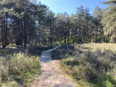 Chalet en forêt à Lille, Belgique : jardin clos 2500 m² : photo 41